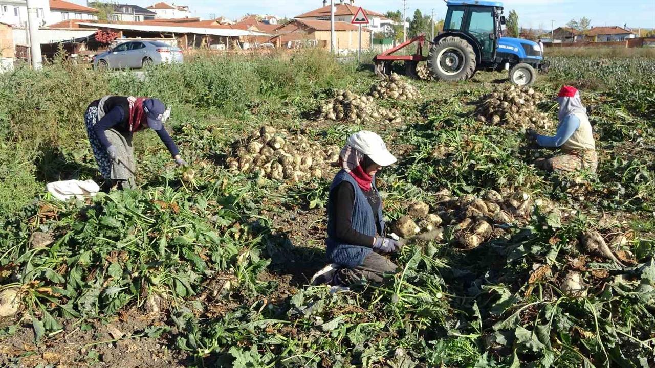 Kütahya Merkez'de Pancar Hasadı 2 Bin 100 TL'den Başladı