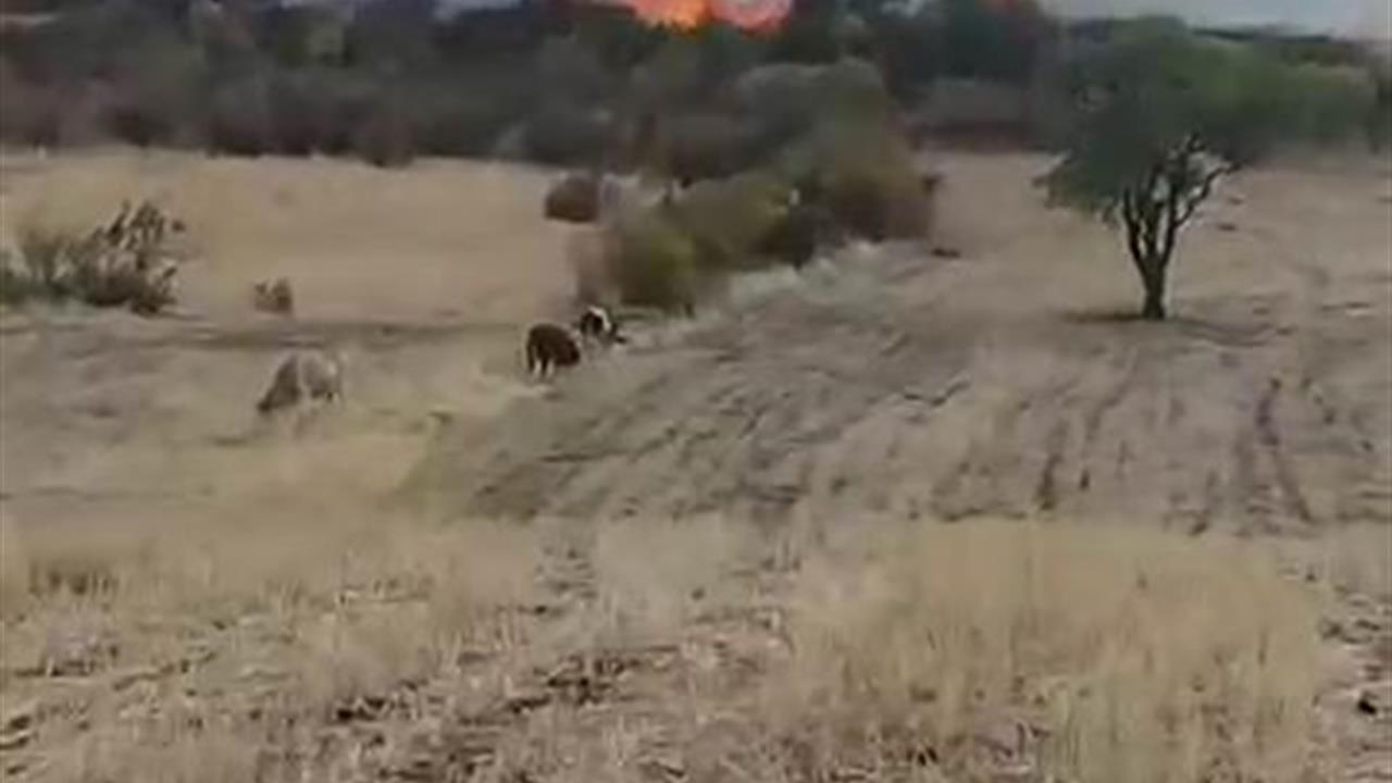 Diyarbakır Hazro'da Otluk Alanda Çıkan Yangında Ağaçlar Kül Oldu