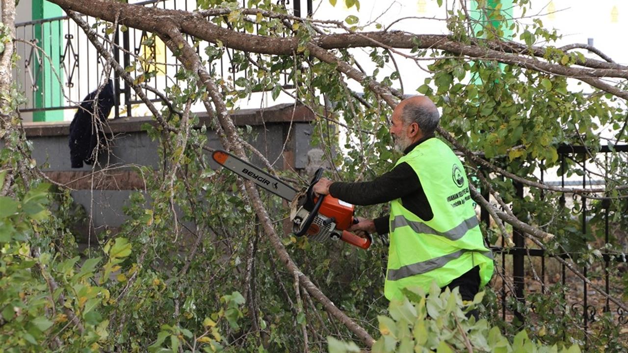 Ardahan Merkez'de Ağaç Budama Çalışmaları Hızla Devam Ediyor