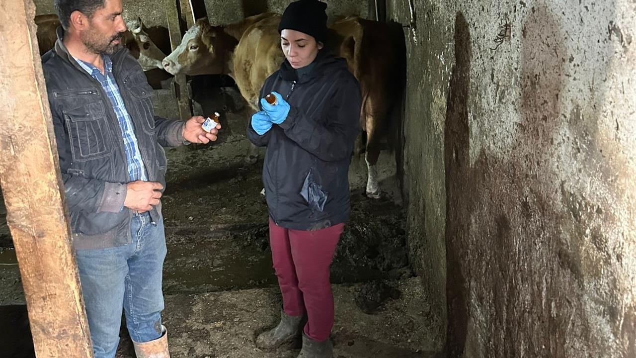 Giresun Alucra'da Şap Hastalığı Nedeniyle 13 Köy ve 3 Mahalle Karantinaya Alındı