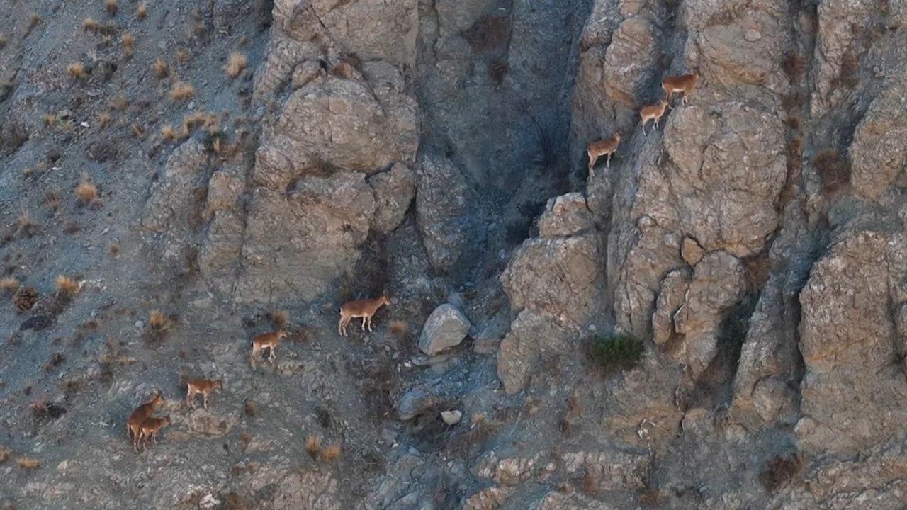 Erzincan Kemah İlçesi'nde Dron ile Yaban Keçileri Görüntülendi