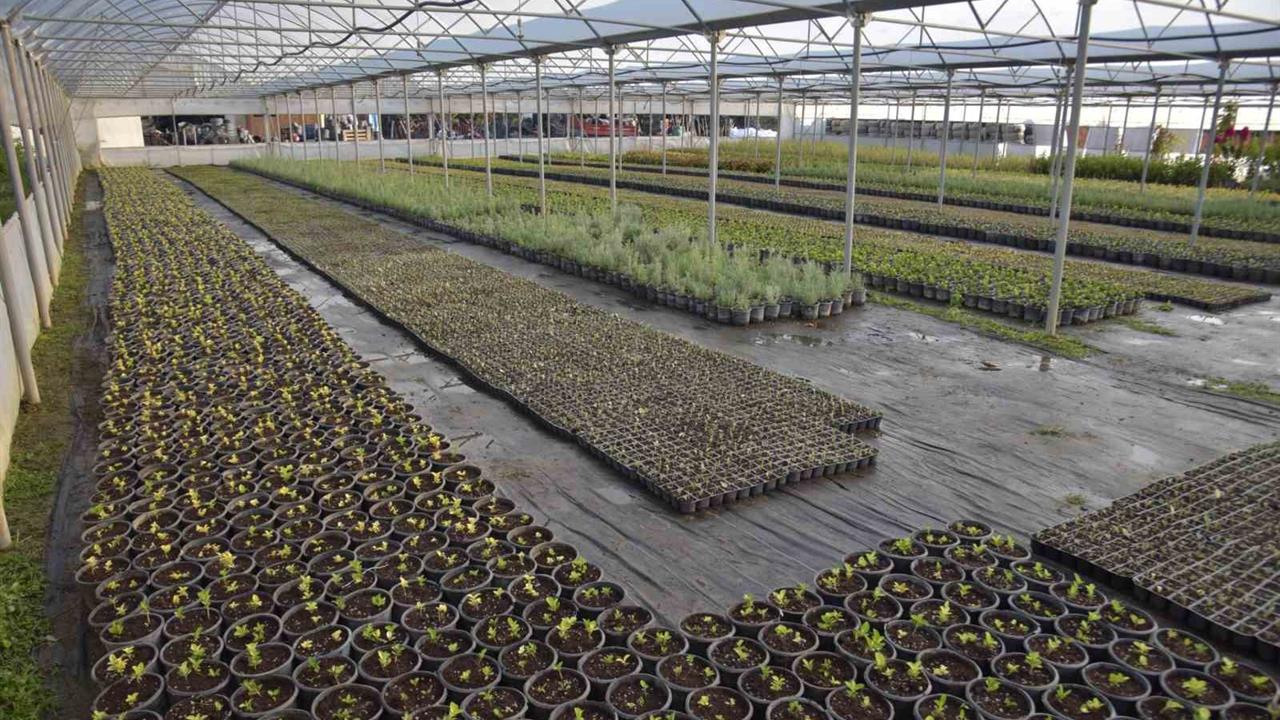 Bilecik'te Park ve Bahçeler Müdürlüğü Seralarında Çiçek Üretimi Başladı