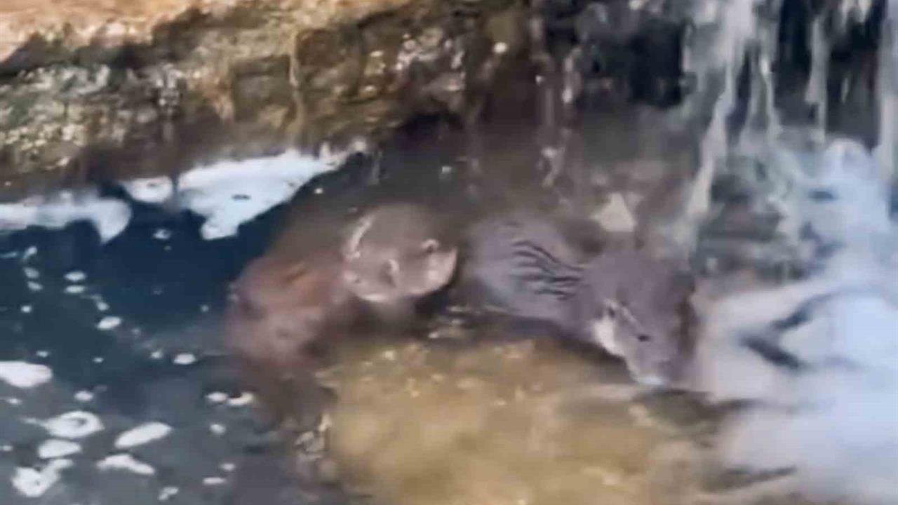 Hakkari Yüksekova'da Nadir Görülen Su Samuru Yavruları Gözlemlendi