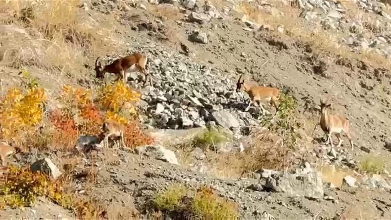Elazığ Palu'da Dağ Keçileri Sürü Halinde Otlanırken Görüntülendi