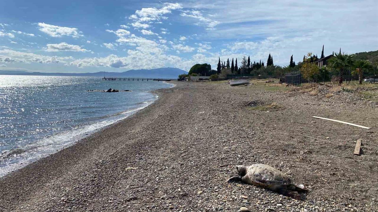 Çanakkale Ayvacık'ta Sahile Vuran İki Ölü Caretta Caretta Tespit Edildi