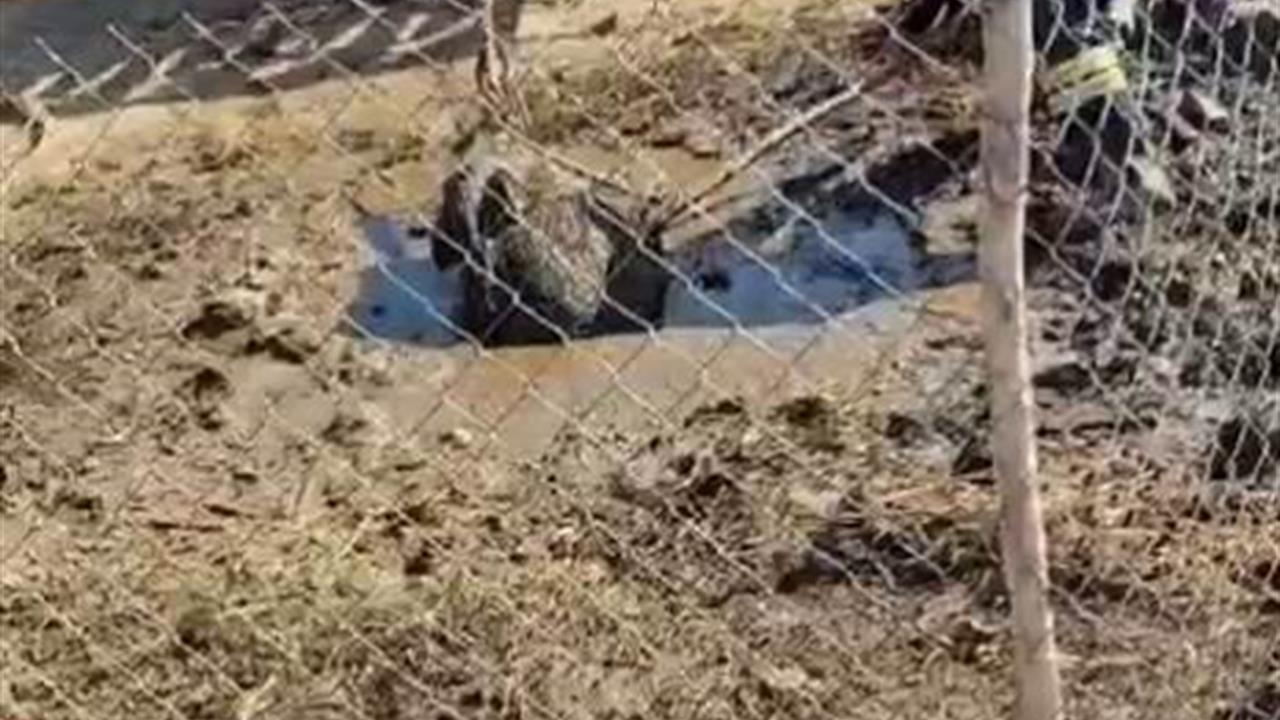 Diyarbakır Ergani'de Yaban Domuzu, Traktörle Kurtarıldı