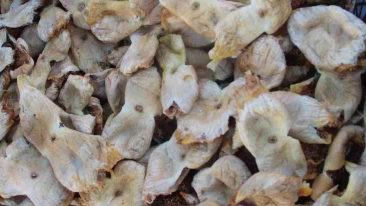 Mersin Mut'ta İncir Hasadı Başarılı Geçti, Üretici Mutlu