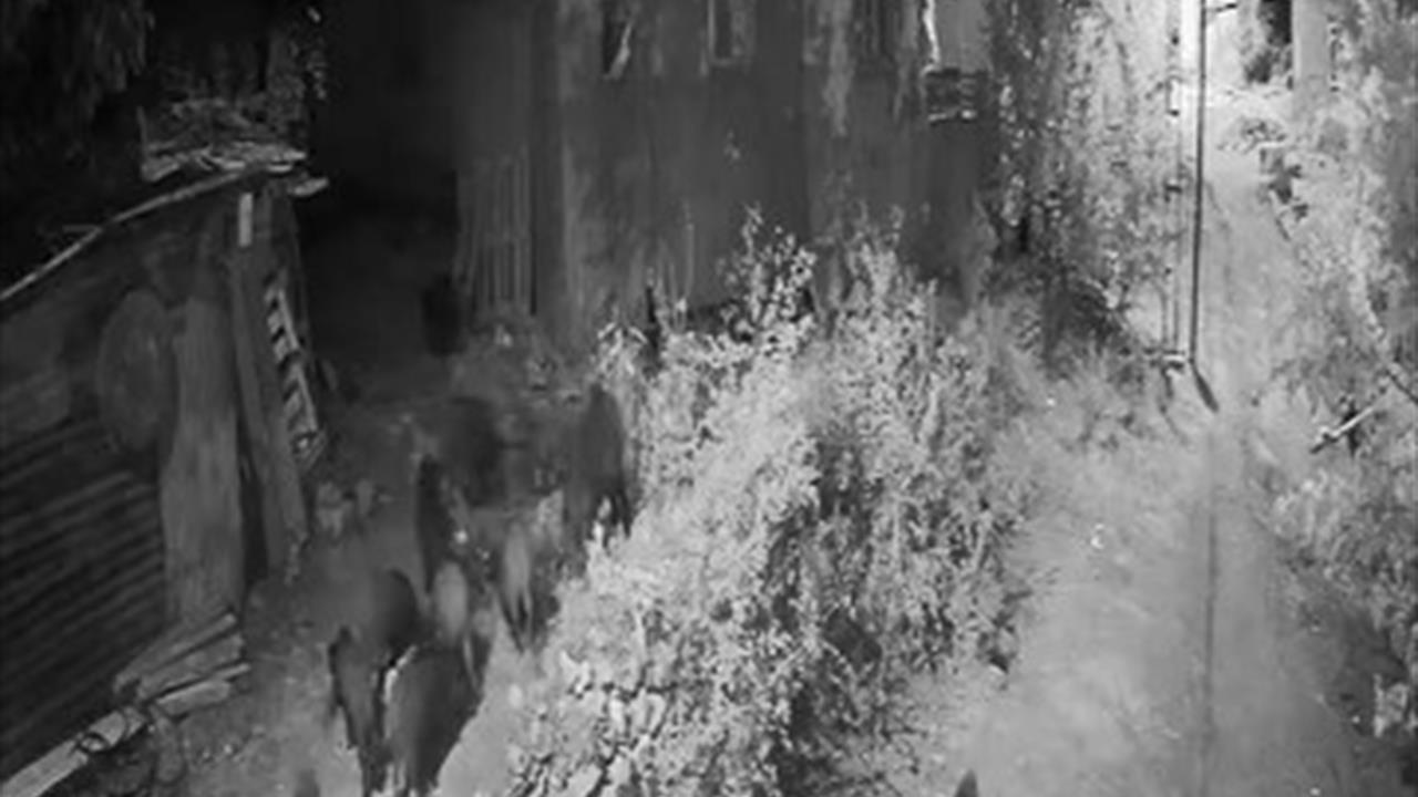 Elazığ Keban ilçesinde Aç Kalan Domuz Sürüsü Bahçeye Girdi