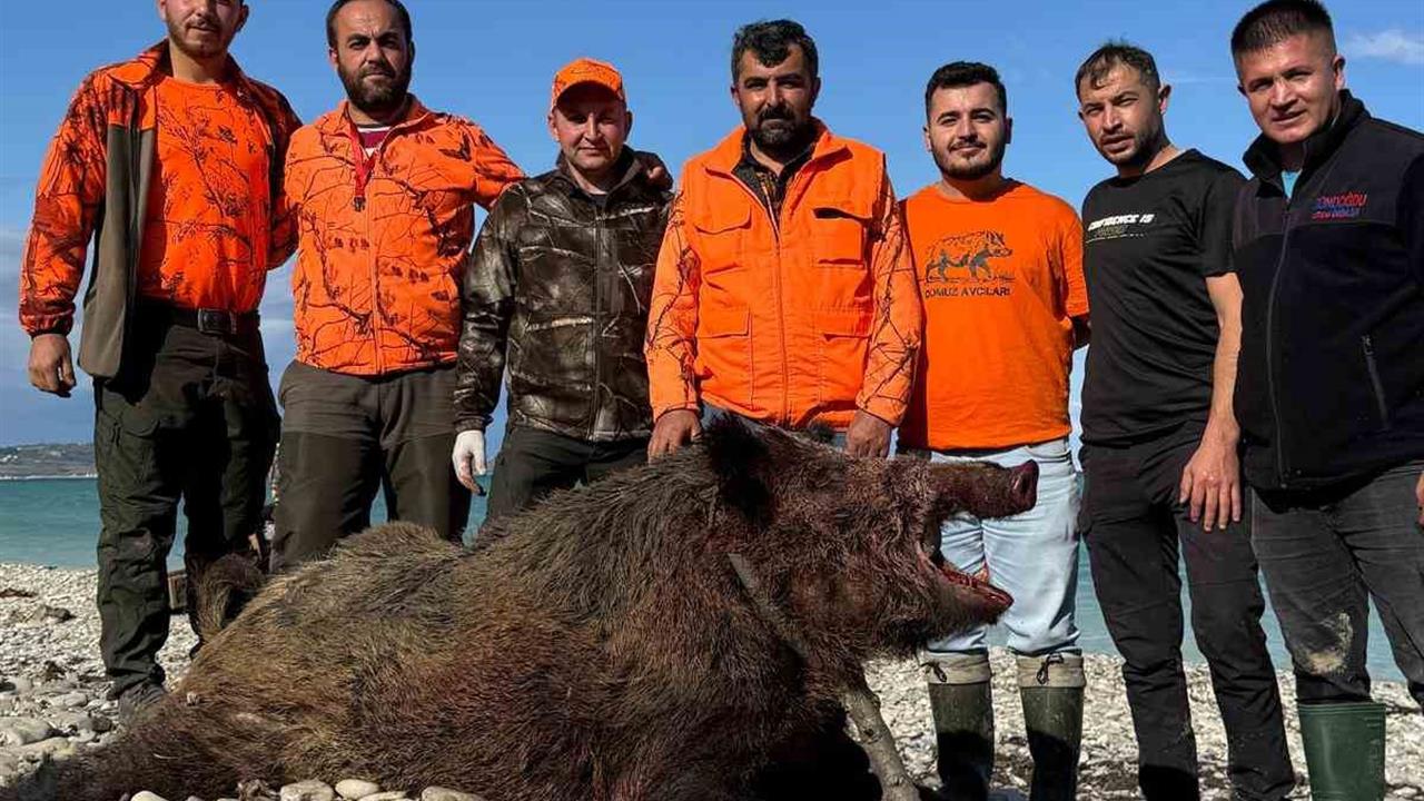 Sinop Merkez'de Avcılar 300 Kilogramlık Yaban Domuzunu Vurdu