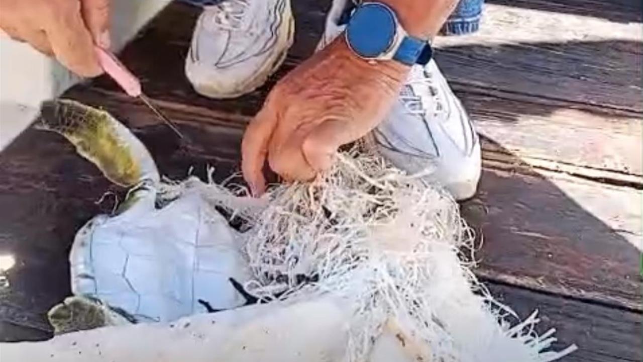 Marmaris'te Çuvala Dolanan Deniz Kaplumbağasını Çevreciler Kurtardı