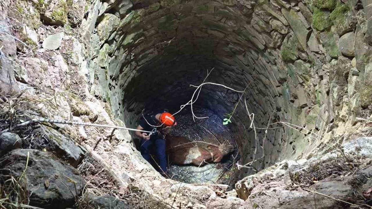 Siirt Baykan'da Su Kuyusuna Düşen İnek Ekipler Tarafından Kurtarıldı