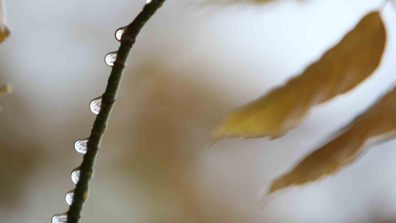 Bursa'da 2 Günlük Yağış, Tarımsal Üretimi Destekledi