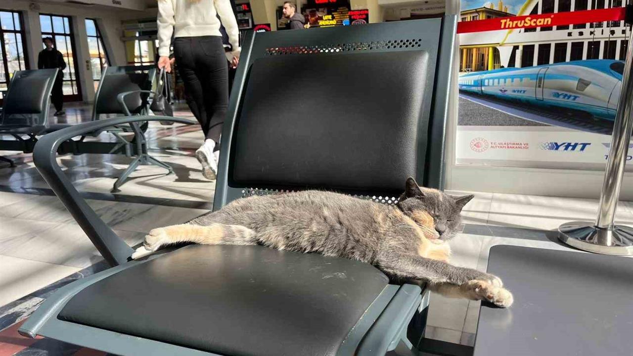 Eskişehir Garında Bir Kedi Güneşin Tadını Çıkardı