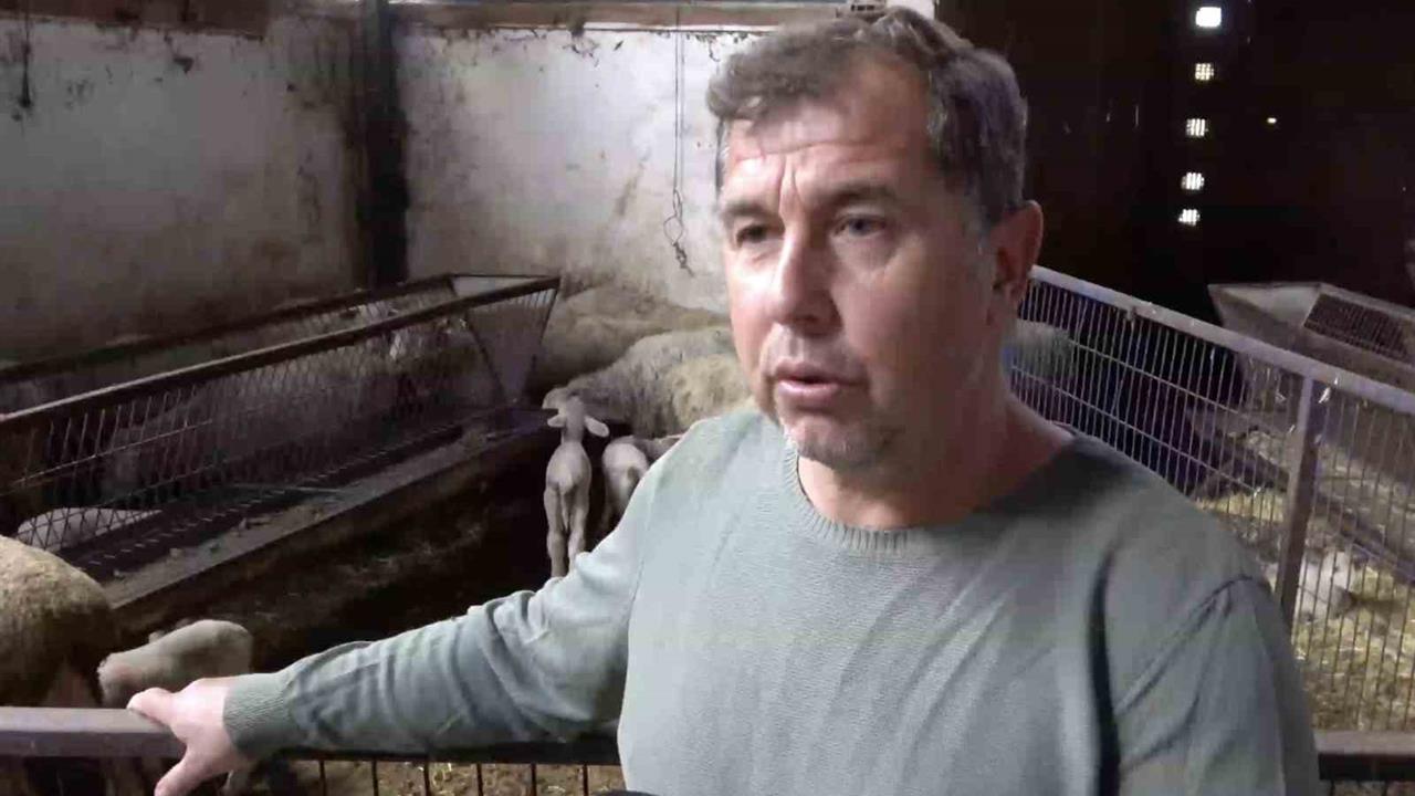 Bursa Yenişehir'de Şap Hastalığı Nedeniyle Annesi ve Kardeşleri Ölen Kuzunun Dramatik Hikayesi