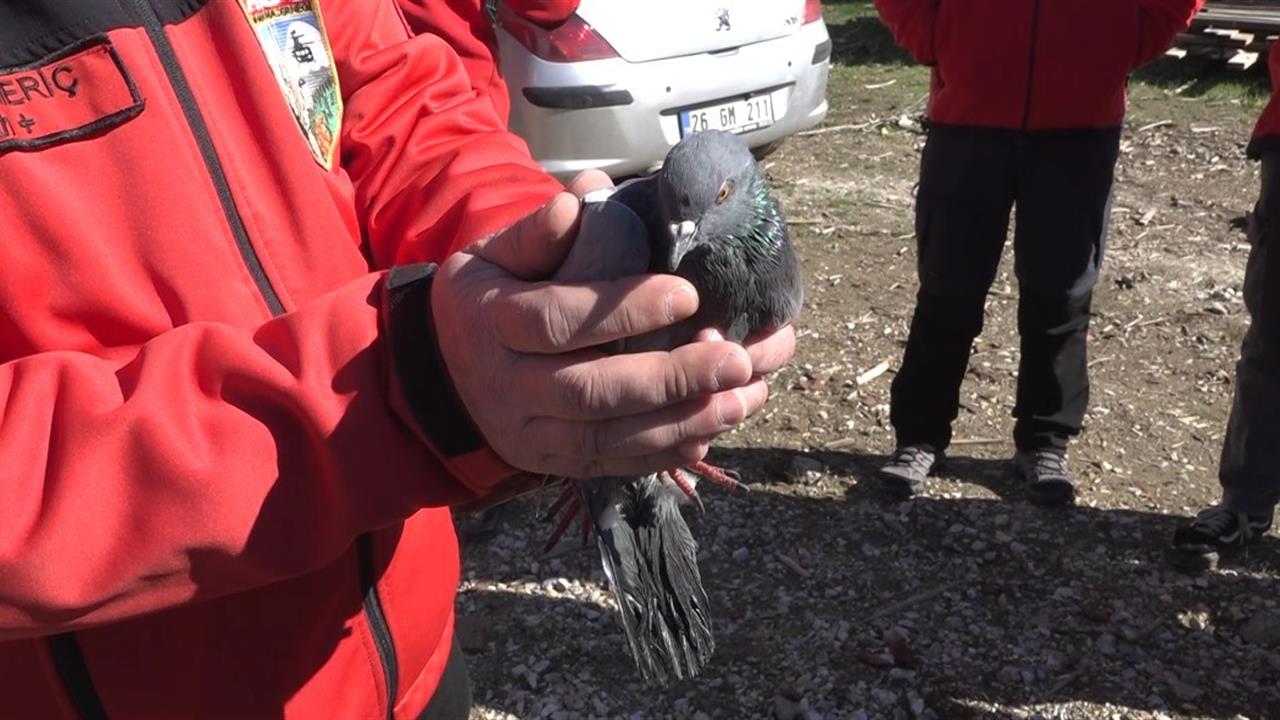 Eskişehir'de 4 Gün Havalandırma Boşluğunda Mahsur Kalan Güvercin Kurtarıldı