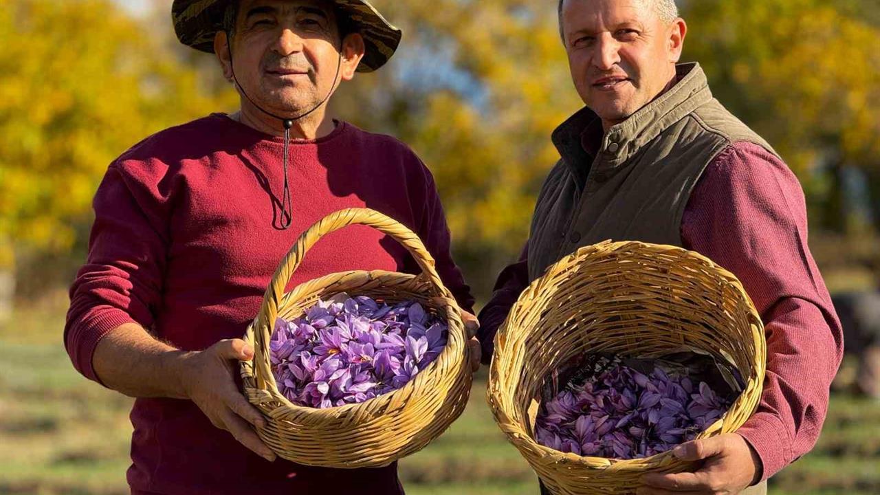 Karabük Safranbolu'da Devam Eden Safran Hasadında Ürün Değeri 600 Bin TL