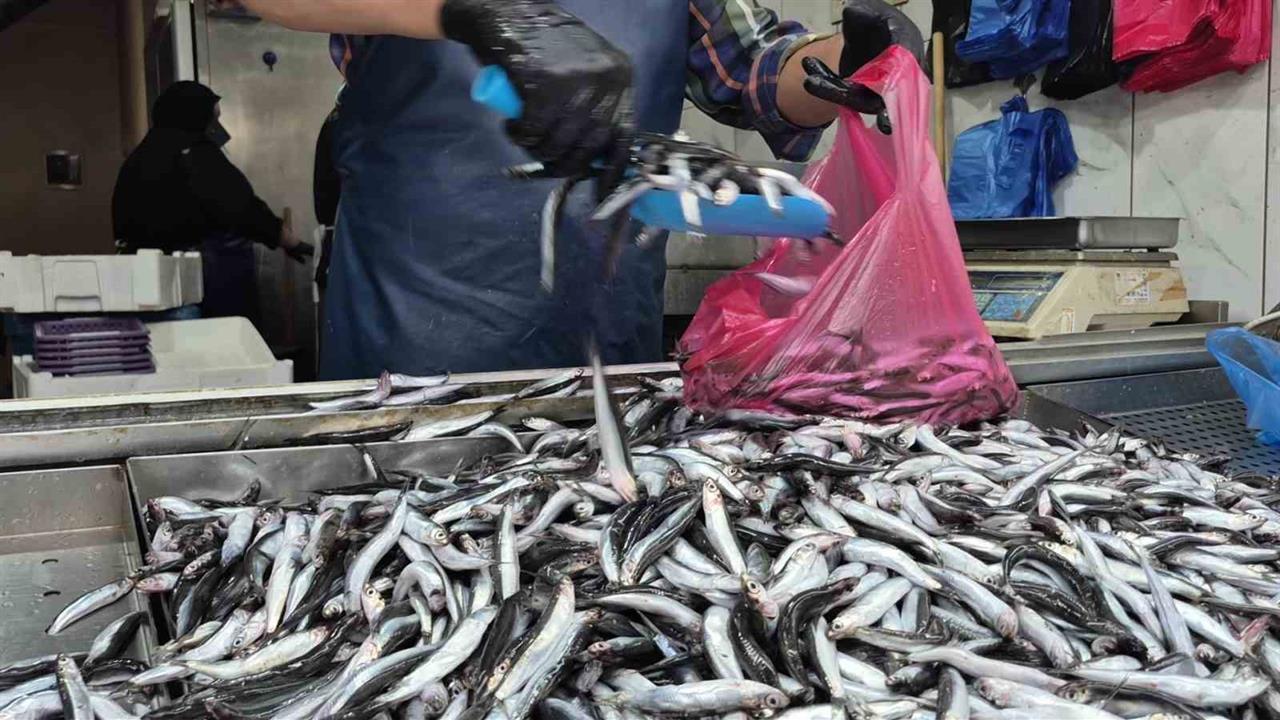 Düzce'de Hamsi Fiyatları Yüksek Seviyelerde Seyrediyor