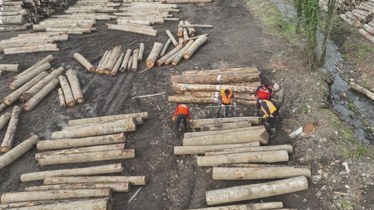 Düzce'de 2023 Yılında 11 Bin 596,5 Ton Orman Ürünü İhracatı Gerçekleşti