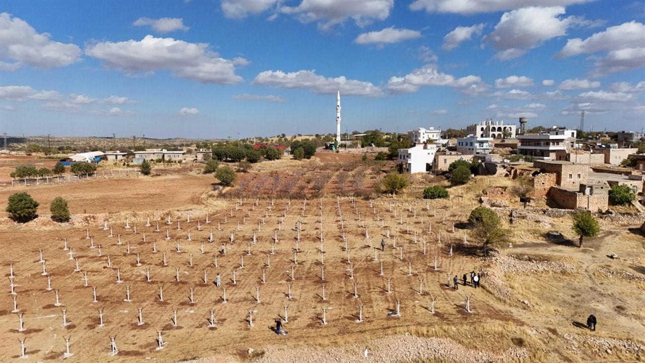 Mardin Ömerli'de Dezavantajlı Tarım Arazileri İçin Modern Bağcılık Projesi Uygulanıyor