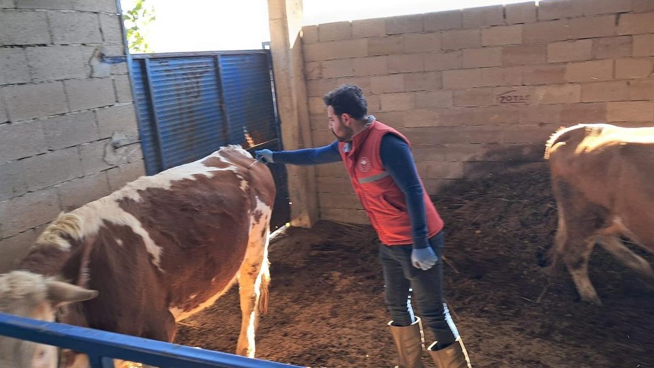 Aydın Köşk'te Büyükbaş Hayvanlarda Şap Aşılaması Sürekli Sürüyor