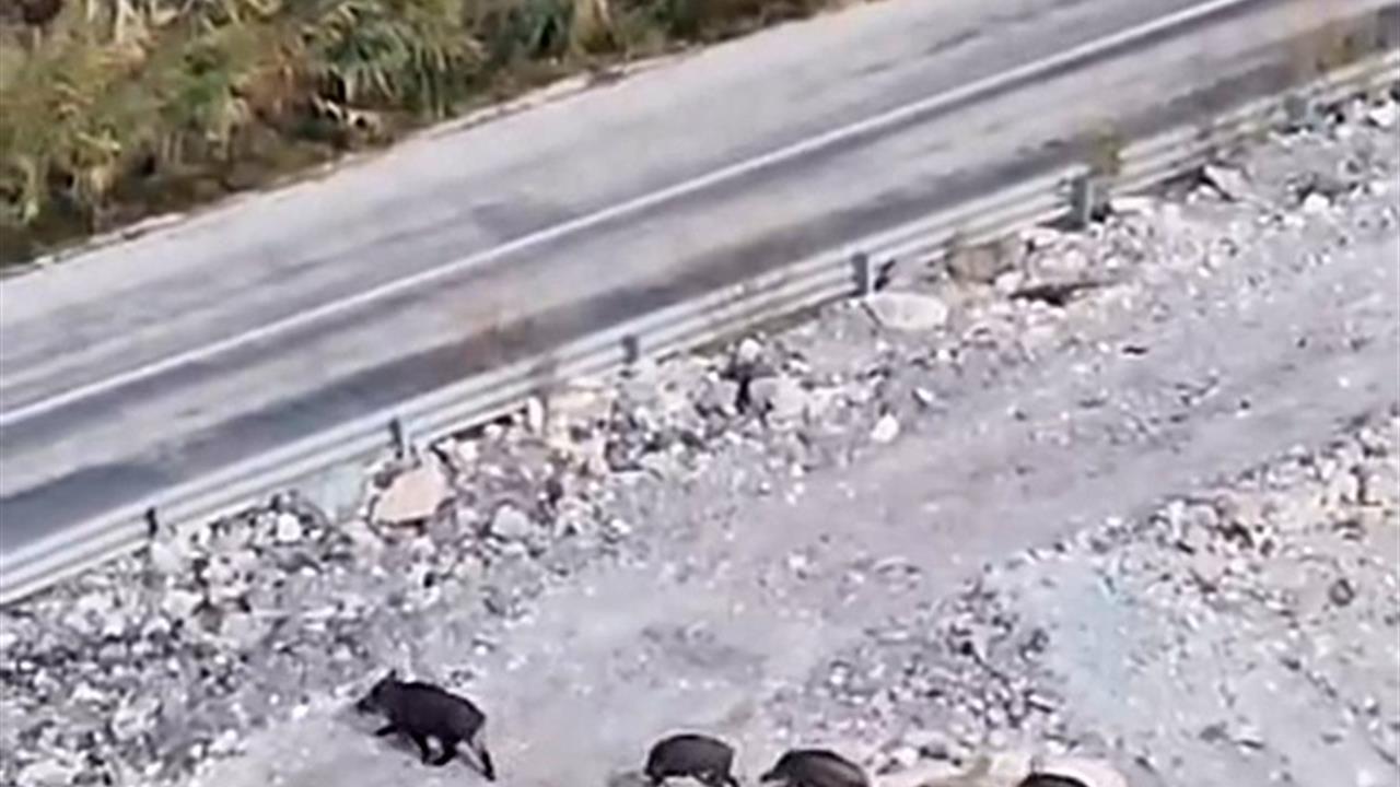 Hakkari Yüksekova'da Domuz Sürüsü Bir Vatandaş Tarafından Görüntülendi