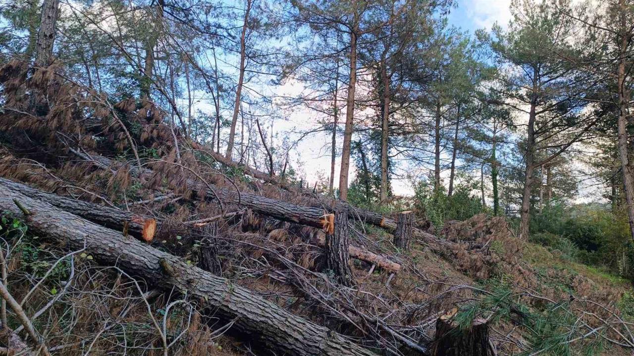 Hatay Payas'ta Ormanlık Alanda 20 Kızılçam Ağacı Kesildi