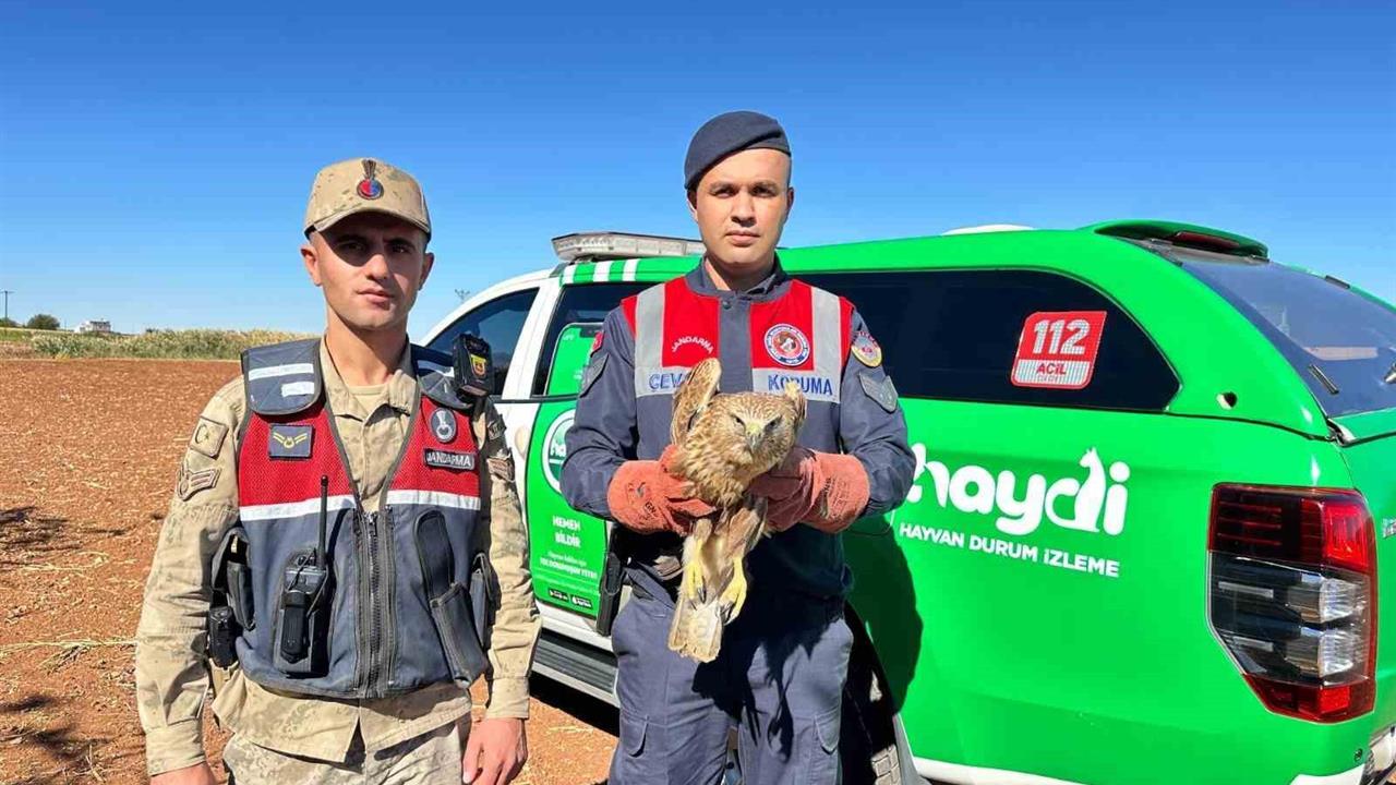 Kilis Elbeyli'de Yaralı Kızıl Şahin Koruma Altına Alındı