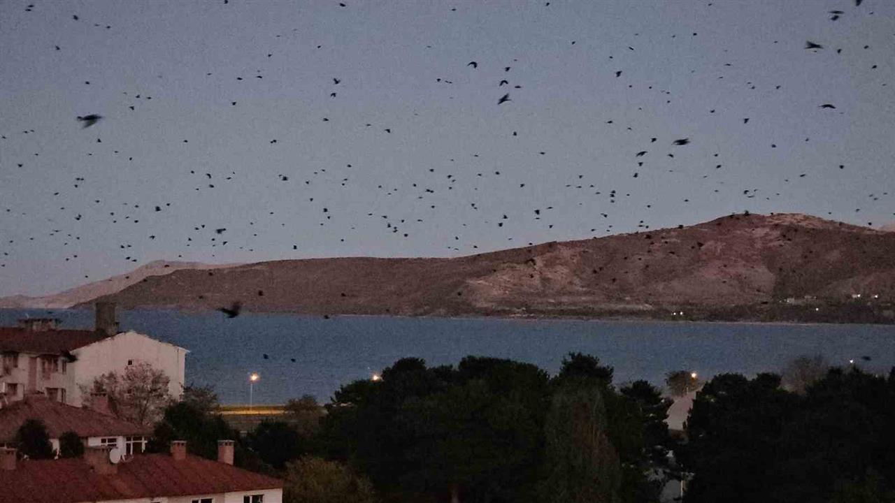 Tatvan'da Binlerce Karganın Uçuşu İlginç Görüntüler Oluşturdu