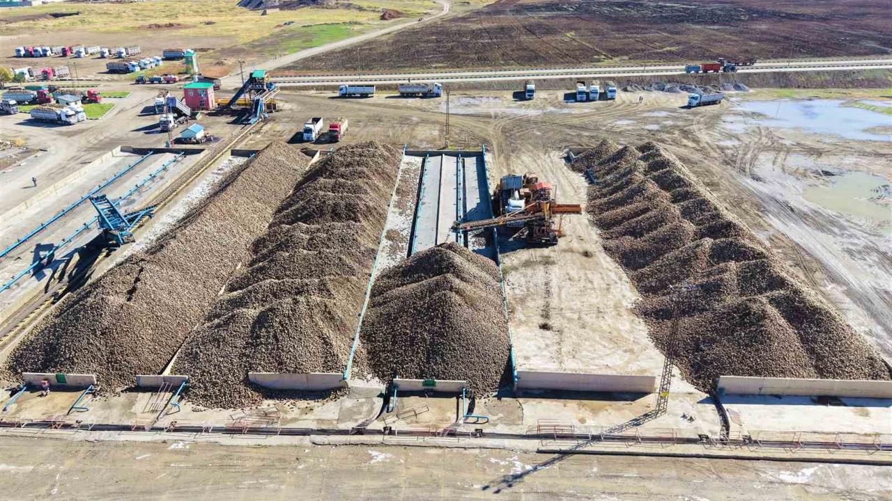 Muş’ta Şeker Pancarından 1,7 Milyar TL Ekonomik Katkı Bekleniyor