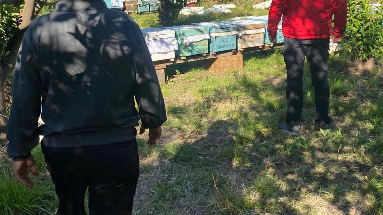 Muğla Ortaca'da Arılı Kovan Destekleme Çalışmaları Devam Ediyor