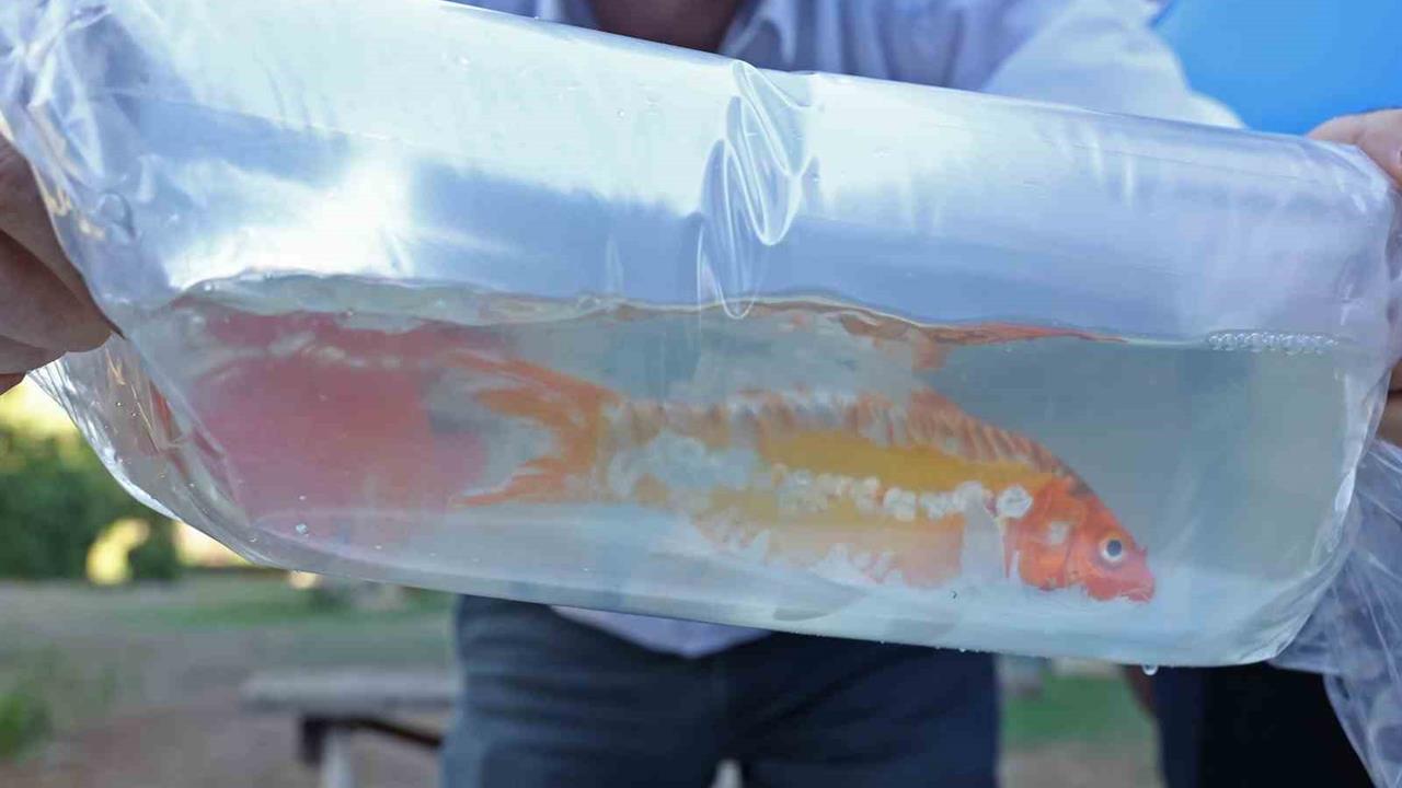 Antalya'da Zabıta Ekipleri, Usulsüz Taşınan Balıklara ve Hayvanlara El Koydu