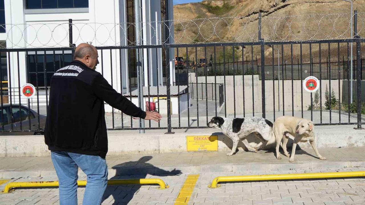 Samsun İlkadım'da Başıboş Sokak Köpekleri Barınağa Götürüldü