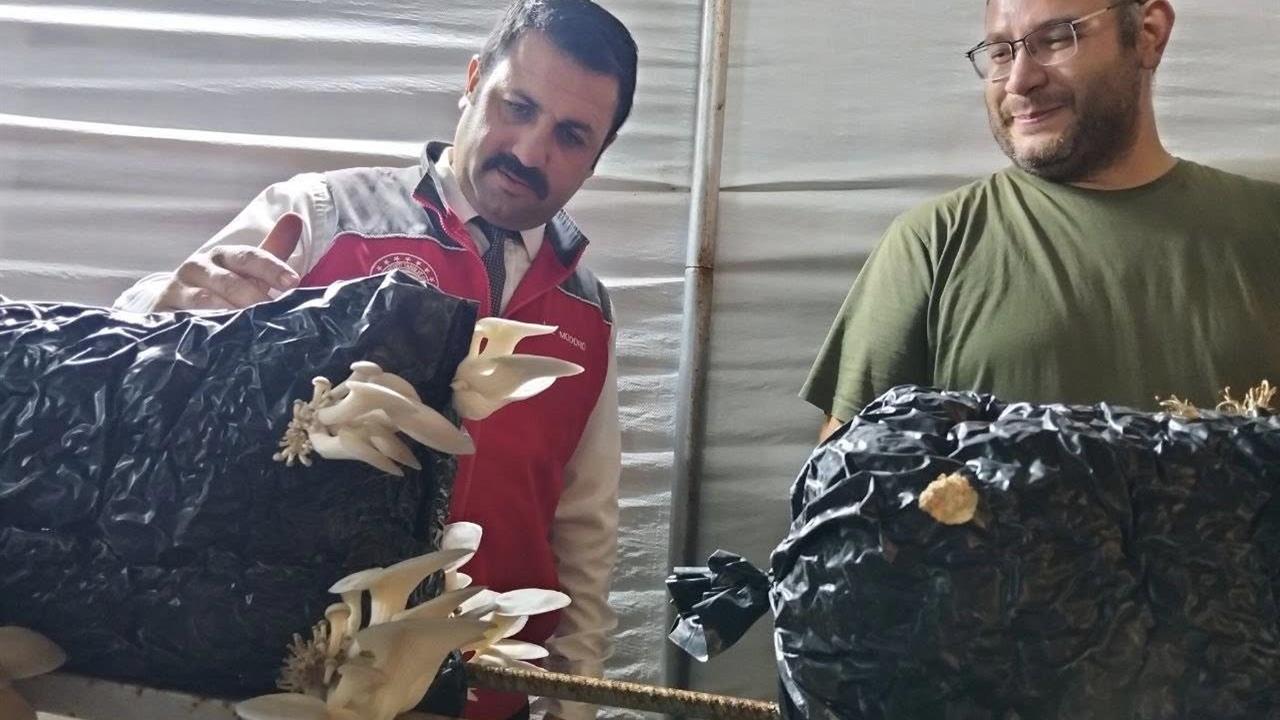 Muğla Menteşe'de İstiridye Mantarı Üreticileri Denetlendi