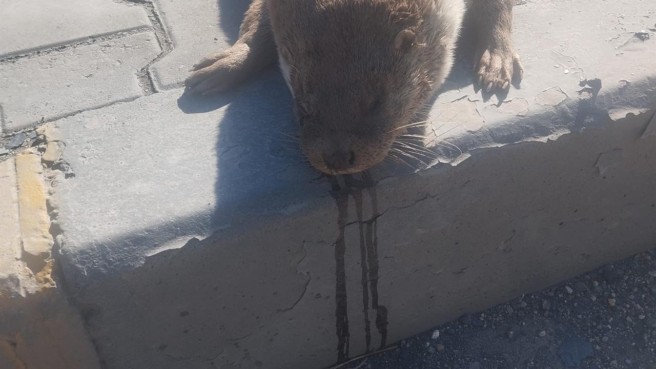 Karabük'te Aracın Çarptığı Su Samuru Telef Oldu