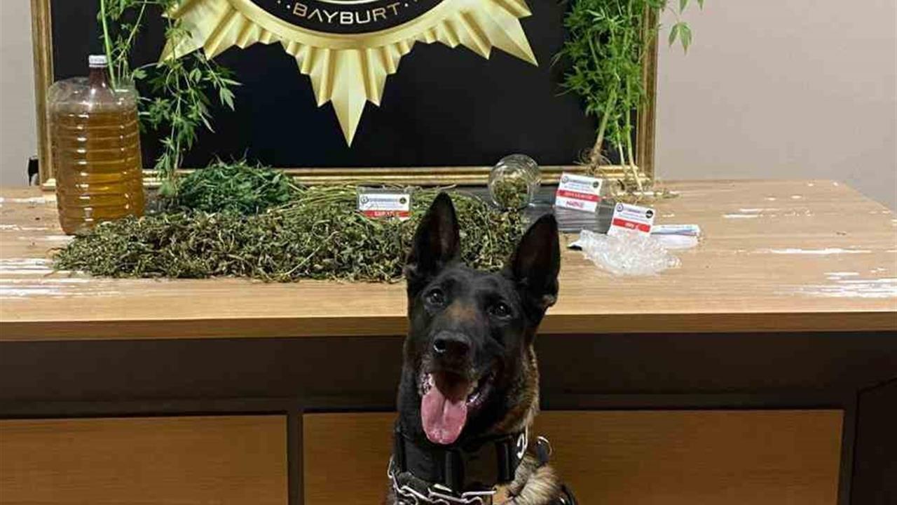 Bayburt'ta Narkotik Köpeği Pablo ile Yapılan Operasyonda 276,65 Gram Uyuşturucu Ele Geçirildi