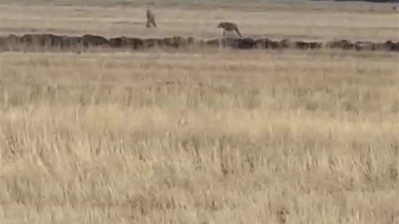 Kars Susuz'da Tarım Arazisinde Kurt Sürüsü Görüntülendi