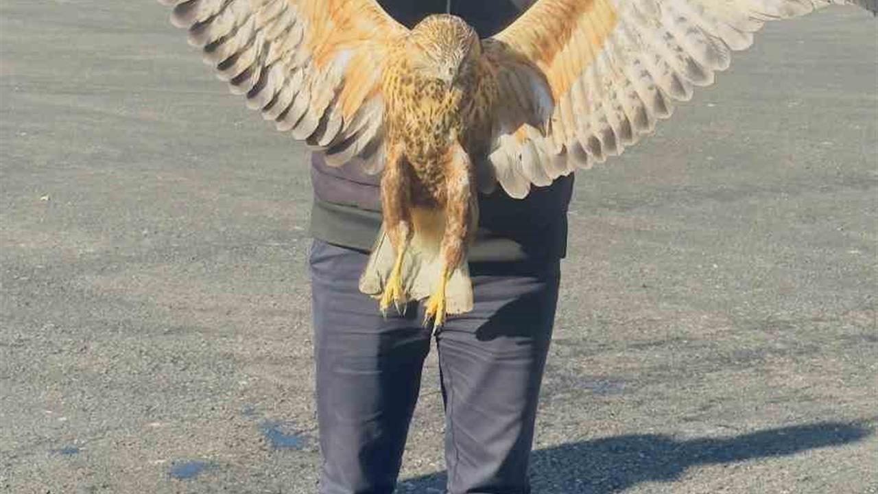 Hakkari Yüksekova'da Yaralı Bulunan Baykuş Hızla Tedavi Altına Alındı