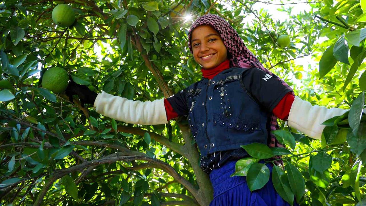 Adana Yüreğir'de Portakal Hasadı Başladı, 360 Bin Ton Rekolte Bekleniyor