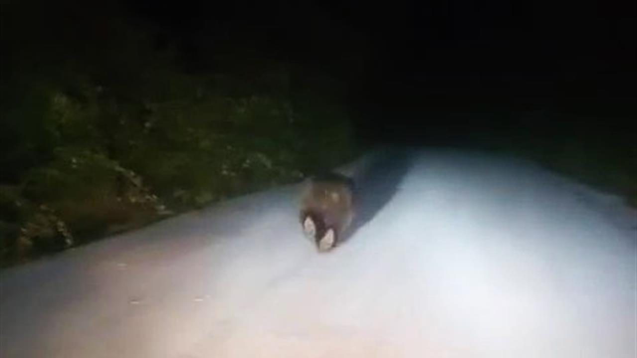 Karabük Eflani'de Yolda Koşan Ayı, Vatandaşlar Tarafından Görüntülendi