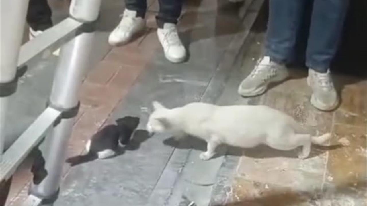 Batman'da Kolon Boşluğuna Düşen İki Yavru Kedi İtfaiye Ekipleri Tarafından Kurtarıldı