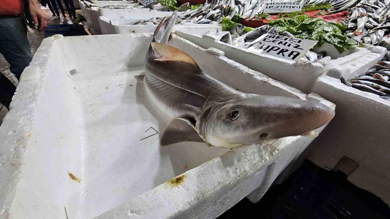 Elazığ Kapalı Çarşı'sında Satışa Sunulan Köpek Balığına İlgi Büyük