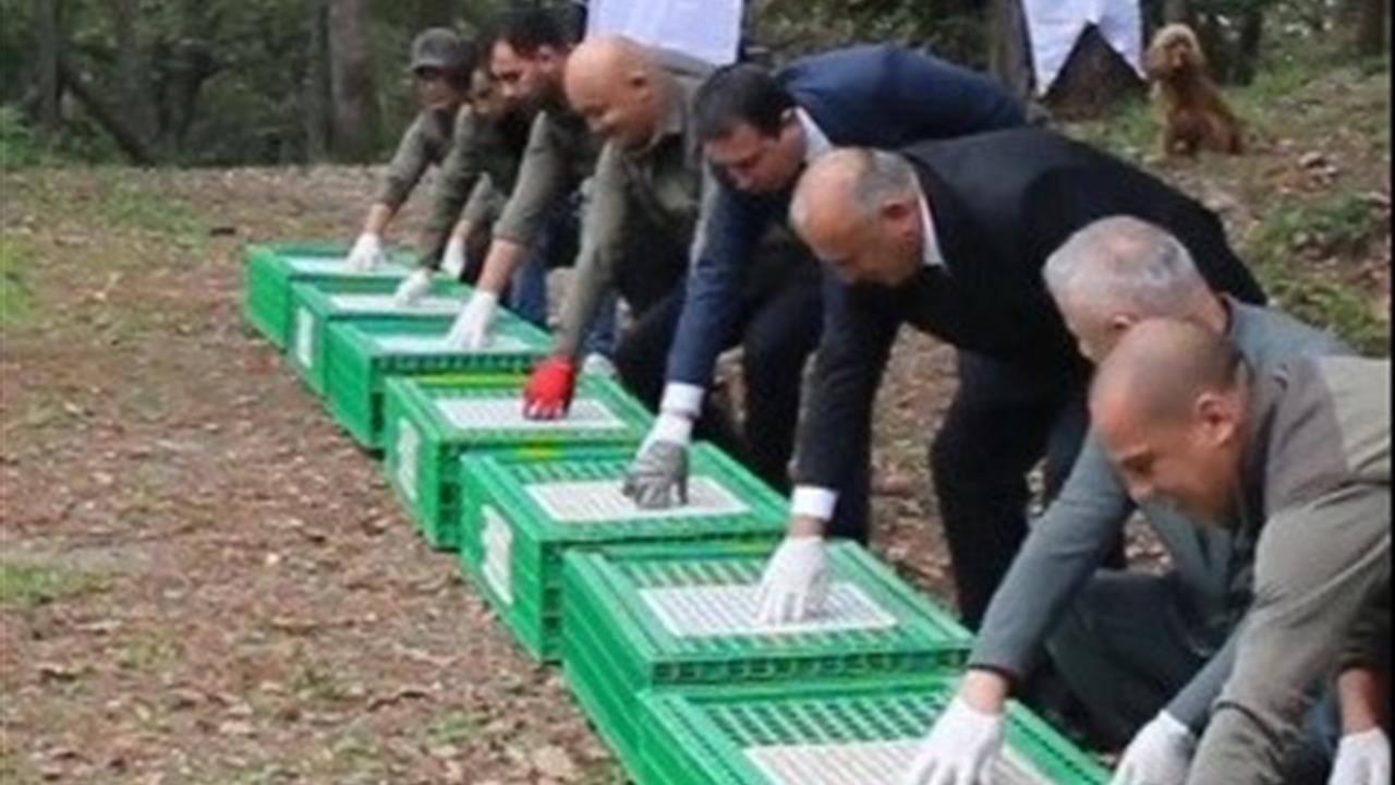 Ordu Ünye'de Kahverengi Kokarca Zararlısına Karşı 200 Sülün Doğaya Salındı