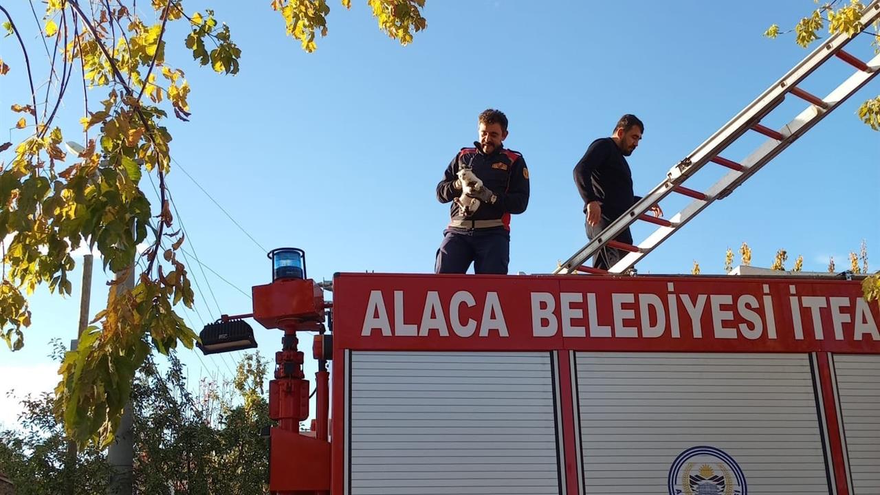 Çorum Alaca'da Ağaçta Mahsur Kalan Yavru Kedi Kurtarıldı