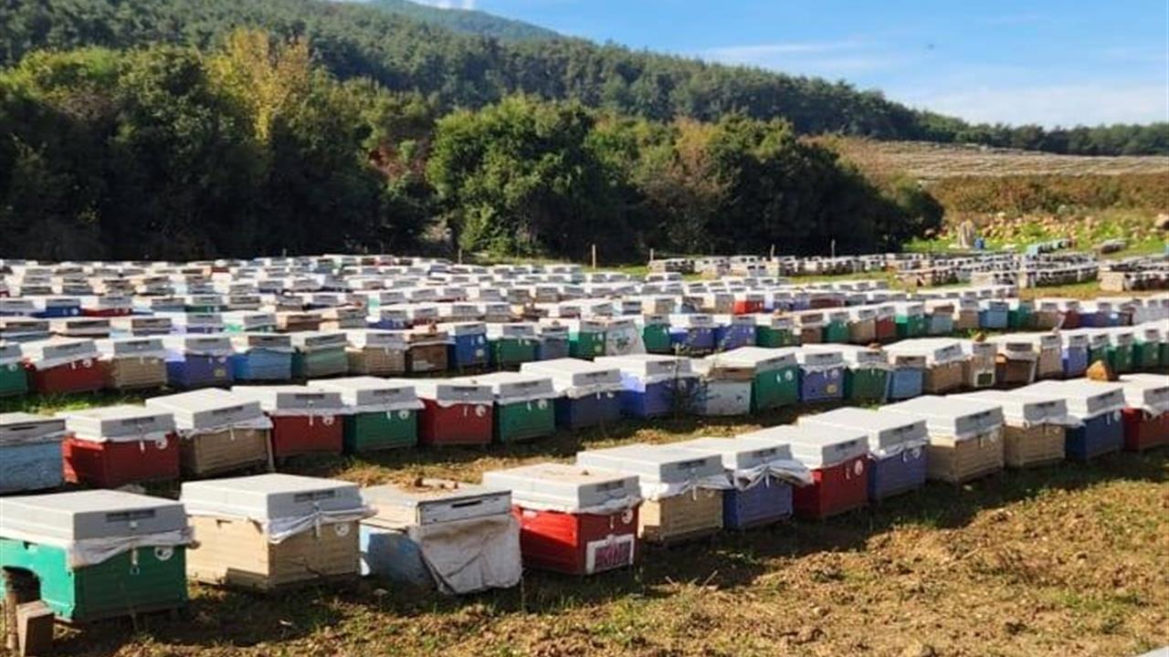 Aydın Söke'de Gezginci Arıcılar İçin Arılı Kovan Tespiti Gerçekleştirildi