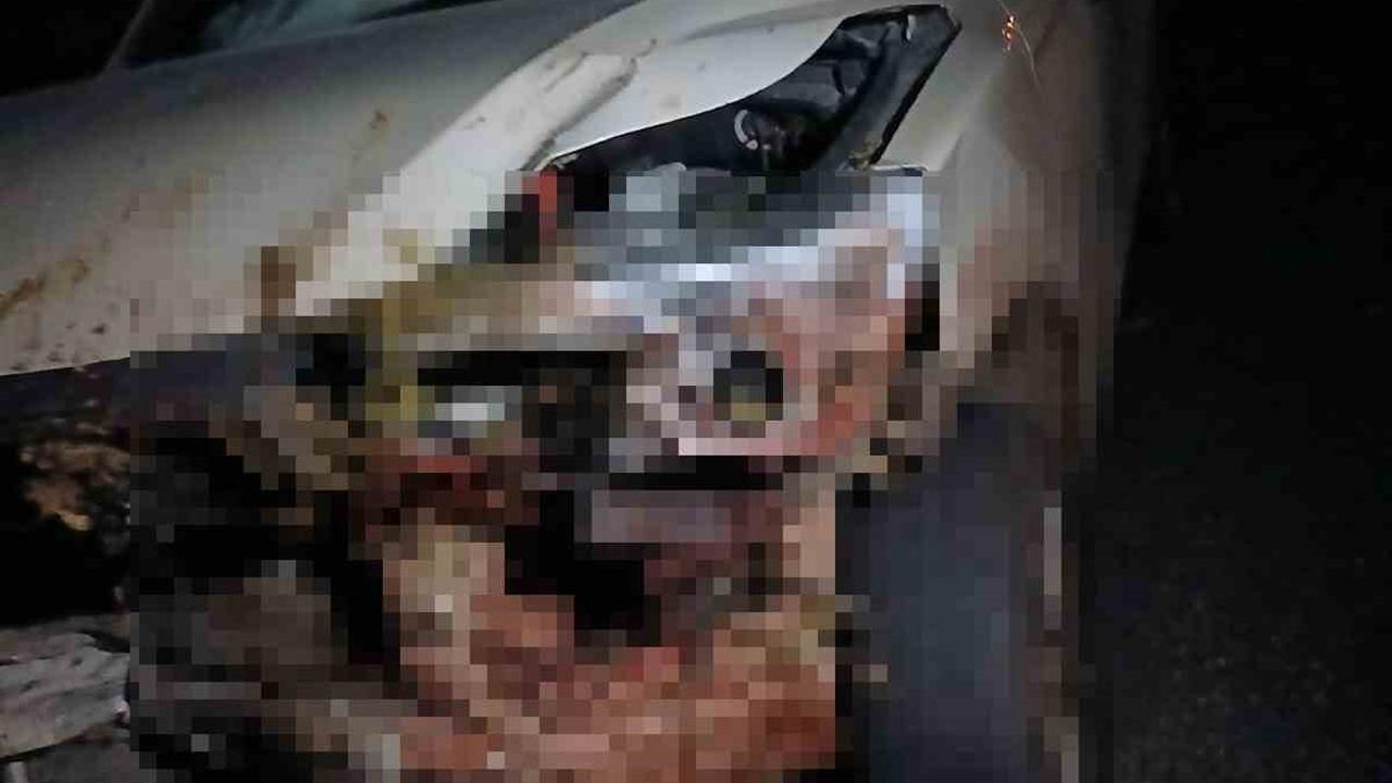 Elazığ Karakoçan'da Kamyonet Sürüye Çarparak 30 Küçükbaş Hayvanı Telef Etti