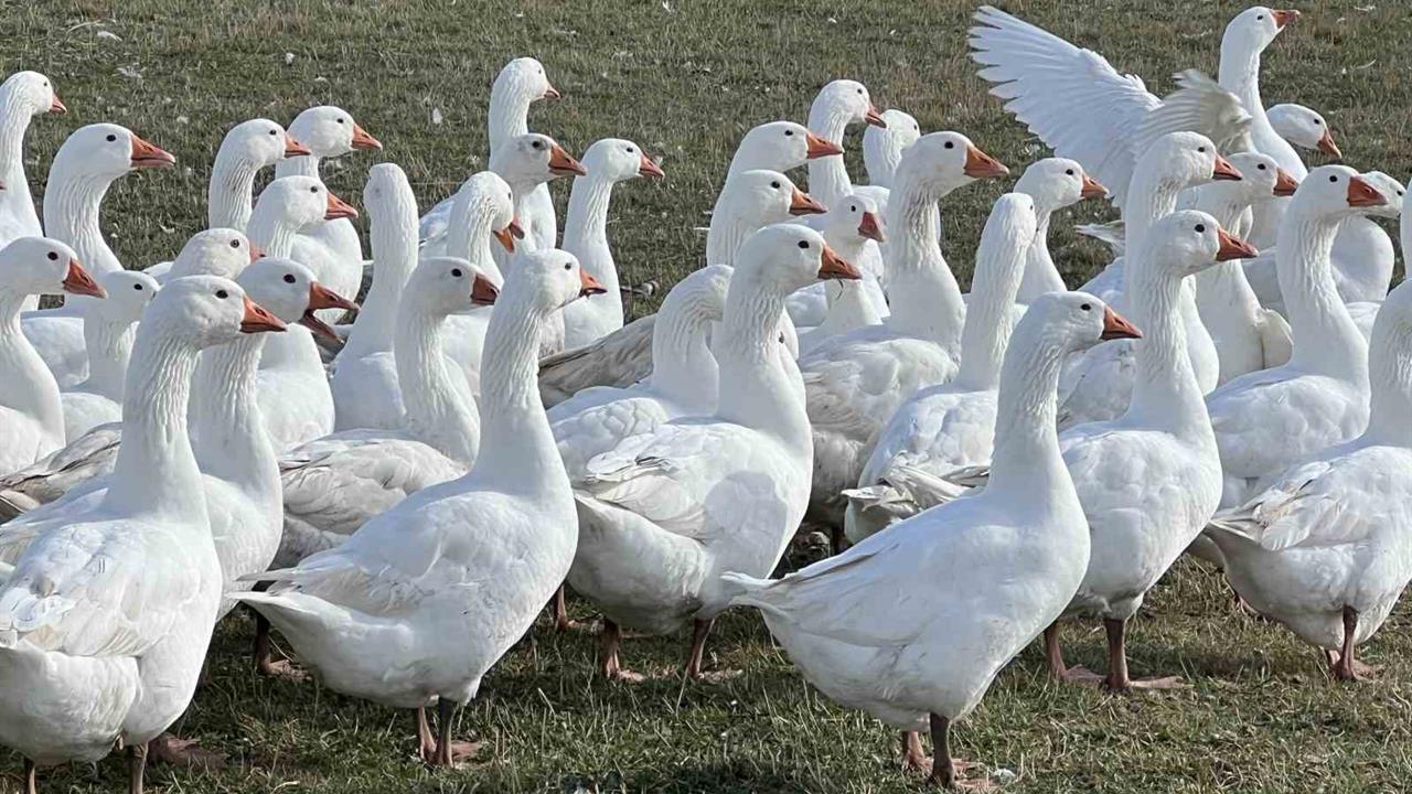 Kars'ta Kaz Kesim Sezonu Resmen Başladı: Kış Sofralarının Vazgeçilmezi