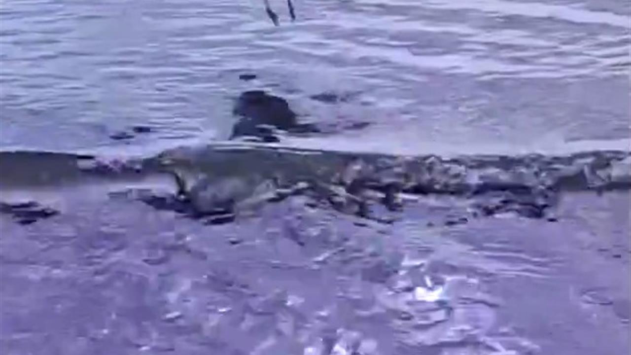 Çanakkale'de Yaralanan Gümüş Cinsi Martı, Tedavisinin Ardından Doğaya Salındı