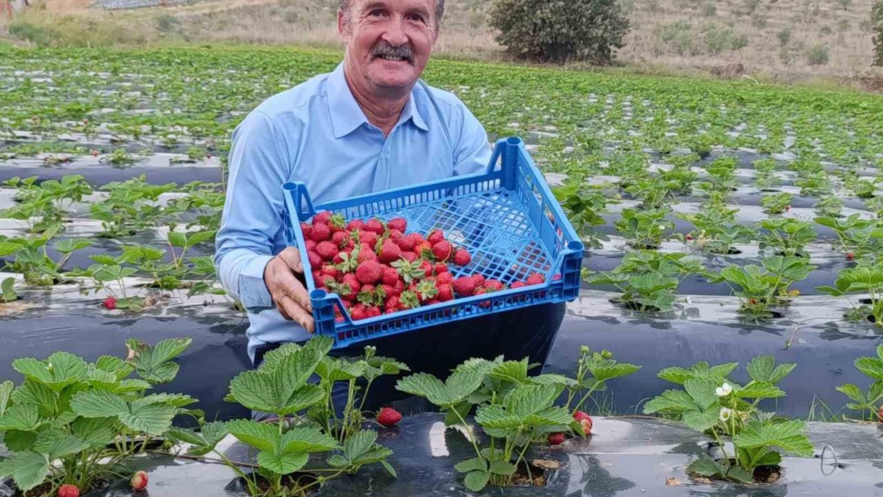 Köprübaşı Manisa’da Çilek Üretimi Kasım Ayında Devam Ediyor