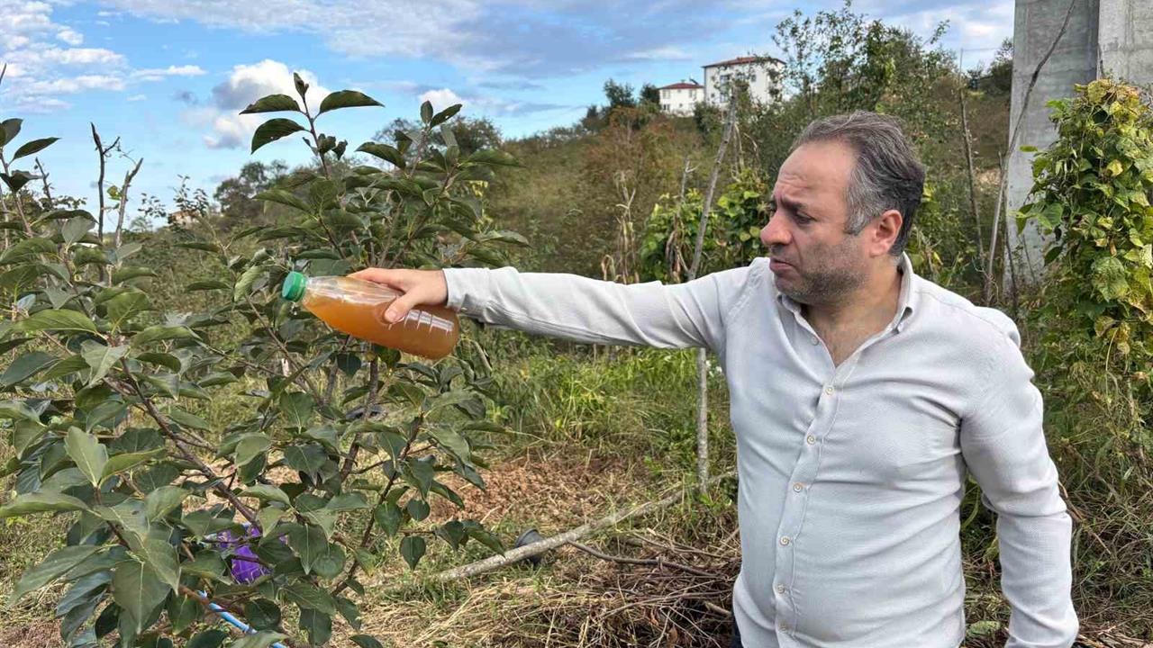 Trabzon'da Kadife Çiçeği ve Soğan ile Kahverengi Kokarca Mücadelesi