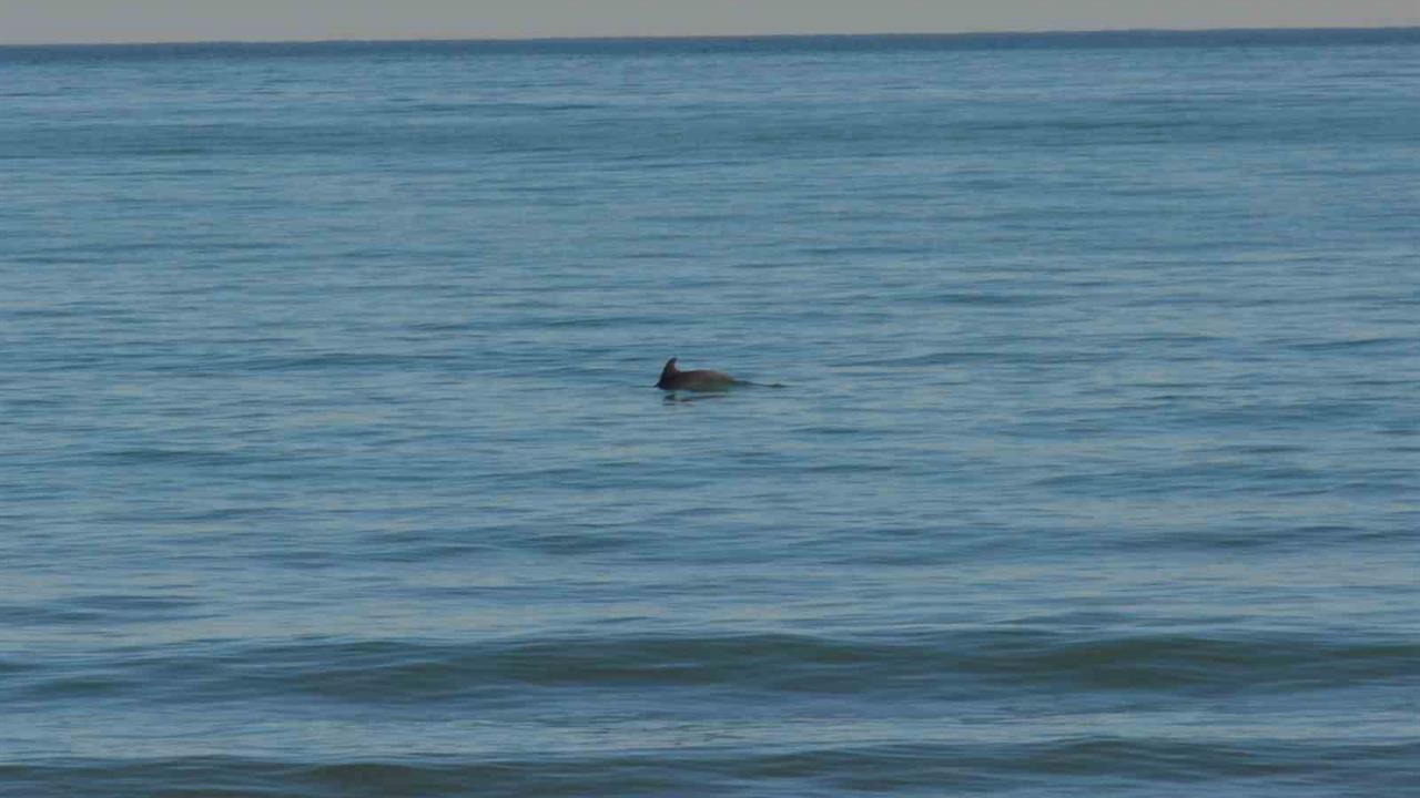 Ordu Ünye'de Kıyıya Yakın 8 Yunus Balığı Balık Avladı